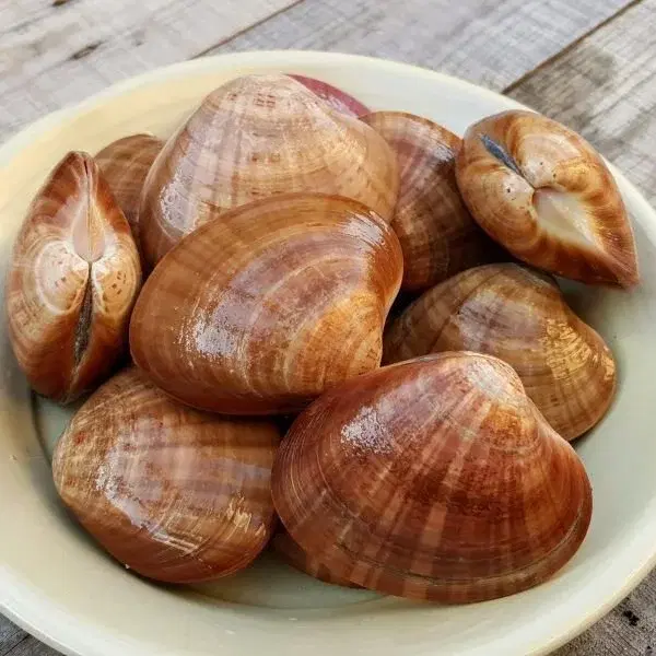 Concha
